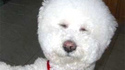 Tête de peluche
