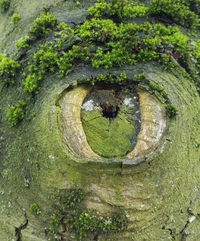 Oeil végétal
