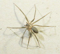 Araignée