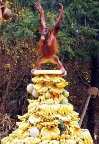 Le roi des bananes !