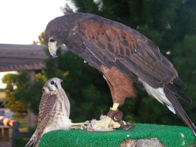 Un faucon crécerelle (à gauche) tente de s'approprier la proie d'une buse de Harris.