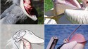 pélican contosioniste