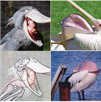 pélican contosioniste