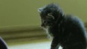 Pouf ! Le chaton !