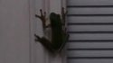 Grenouille LED