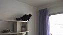 Mission impossible : level cat