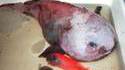 Blob ou poisson?