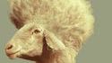 Mouton punk