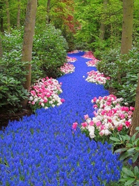Une rivière de fleurs en Hollande