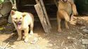 Saut de chiot