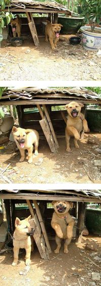 Saut de chiot