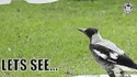 des oiseaux...