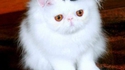 Chat-peau 4