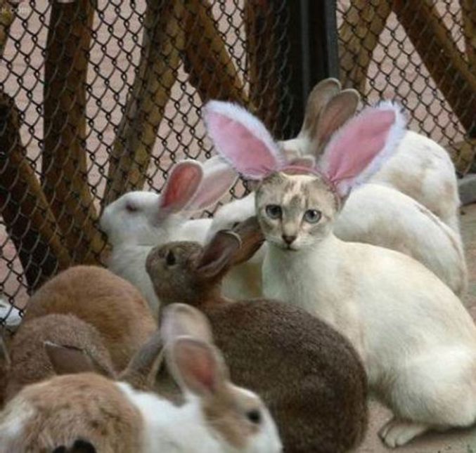 Un espion est parmi ces lapins. Dur à reconnaitre !