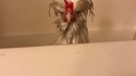 She doesn't nid de poule...