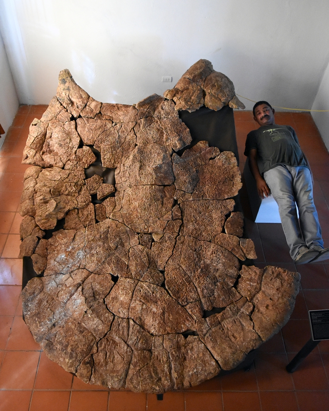 Cette tortue mesurait plus de 3 mètres de long pour un poids supérieur à 1 100 kilos. Elle vivait il y a 8 millions d'années dans les marécages vénézuéliens. Pour son plus grand malheur, elle coexistait avec Purussaurus brasiliensis, le plus grand caïman du monde (plus de 12 mètres de long).