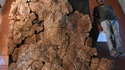 Carapace de Stupendemys geographicus