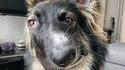 Chien Picasso