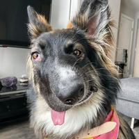 Chien Picasso
