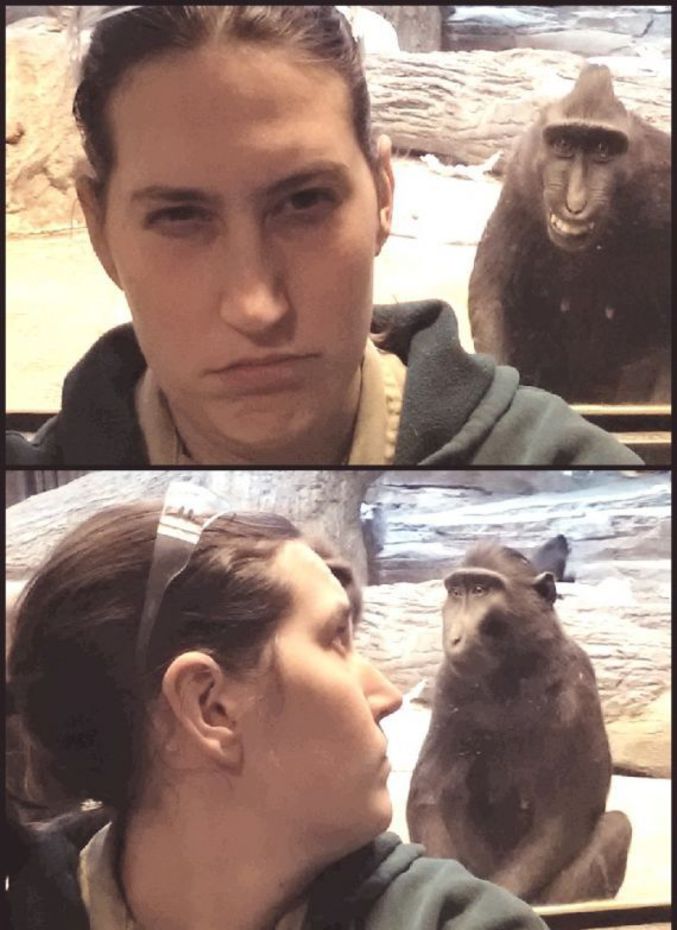Un gardien de zoo et un singe.