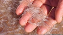 Anguilles transparentes