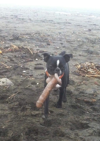 Kan ton clébard ramène n'importe quoi sur la plage