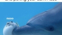 Les dauphins et les ballons