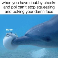 Les dauphins et les ballons