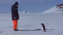Attaque de pingouin