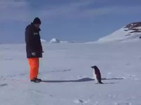 Attaque de pingouin