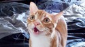 Chats avec effets sonores