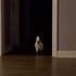 Trolling dogs