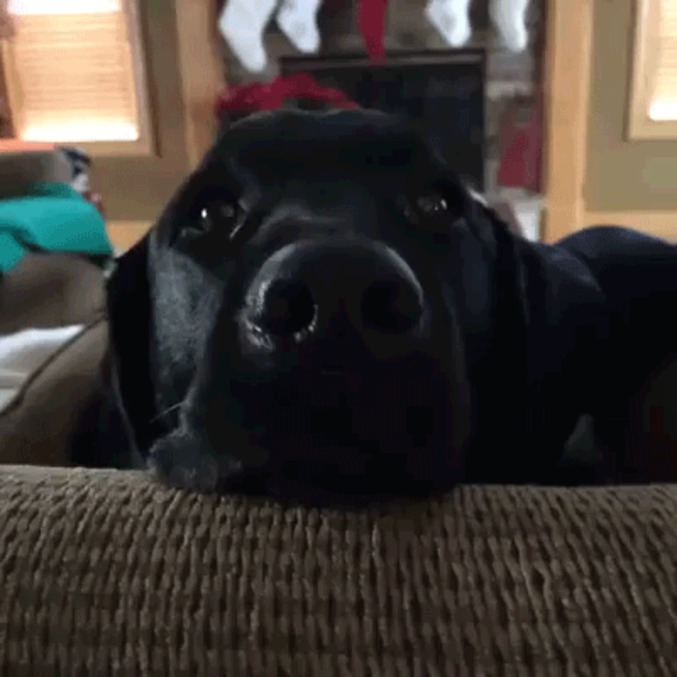 Grimace de chien