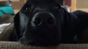 Grimace de chien