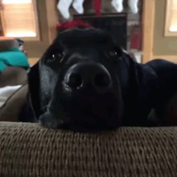 Grimace de chien