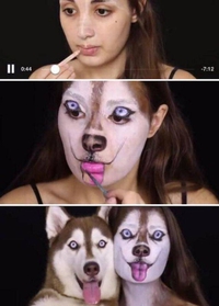 L'amie des huskies