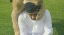 lol lion