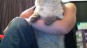 Barbe au chat