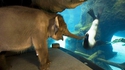 Dans l'Orégon, un éléphant visite son zoo