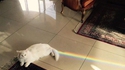 Nyan cat?