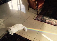 Nyan cat?