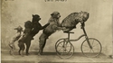 Des chiens savants...