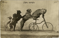 Des chiens savants...