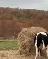 On lui a dit qu’elle serait bien en blonde 