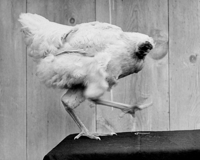 Une inspiration pour nous tous

Sources pour les infidèles:
http://www.miketheheadlesschicken.org/history
https://en.wikipedia.org/wiki/Mike_the_Headless_Chicken