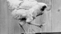 L'histoire de Mike, le poulet sans tête