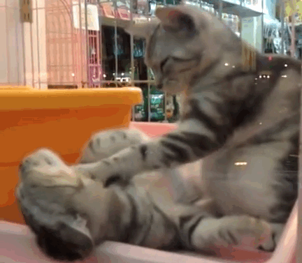 Massage de chat