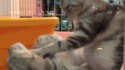 Massage de chat