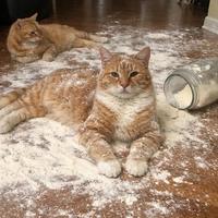 Chats enfarinés de frais