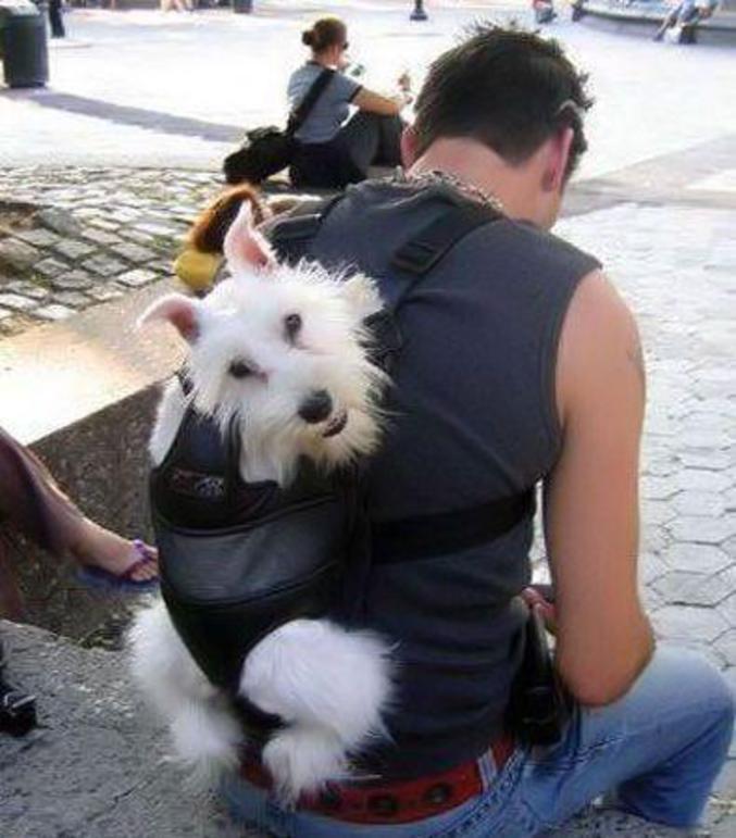 Un sac pour porter son chien sur son dos.